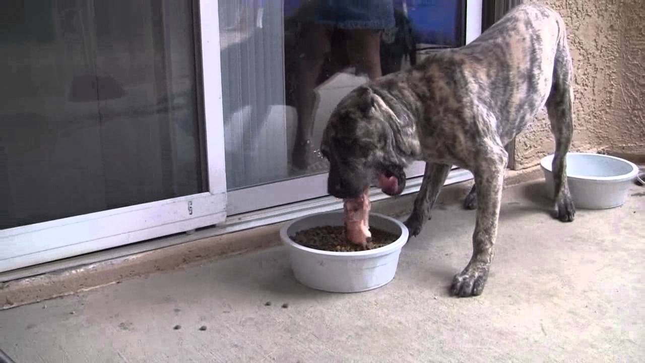Presa canario