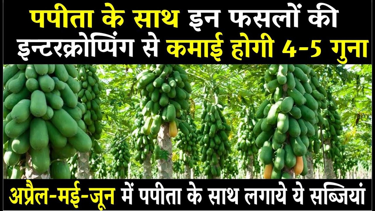 पपीता की खेती के साथ करें इन फसलों की इंटरक्रोप्पिंग | Intercropping with Papaya Farming In India