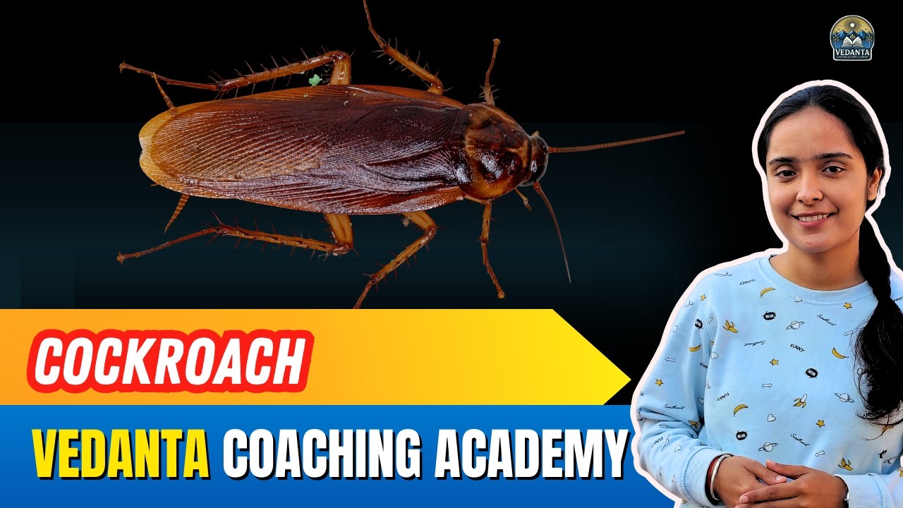 COCKROACH