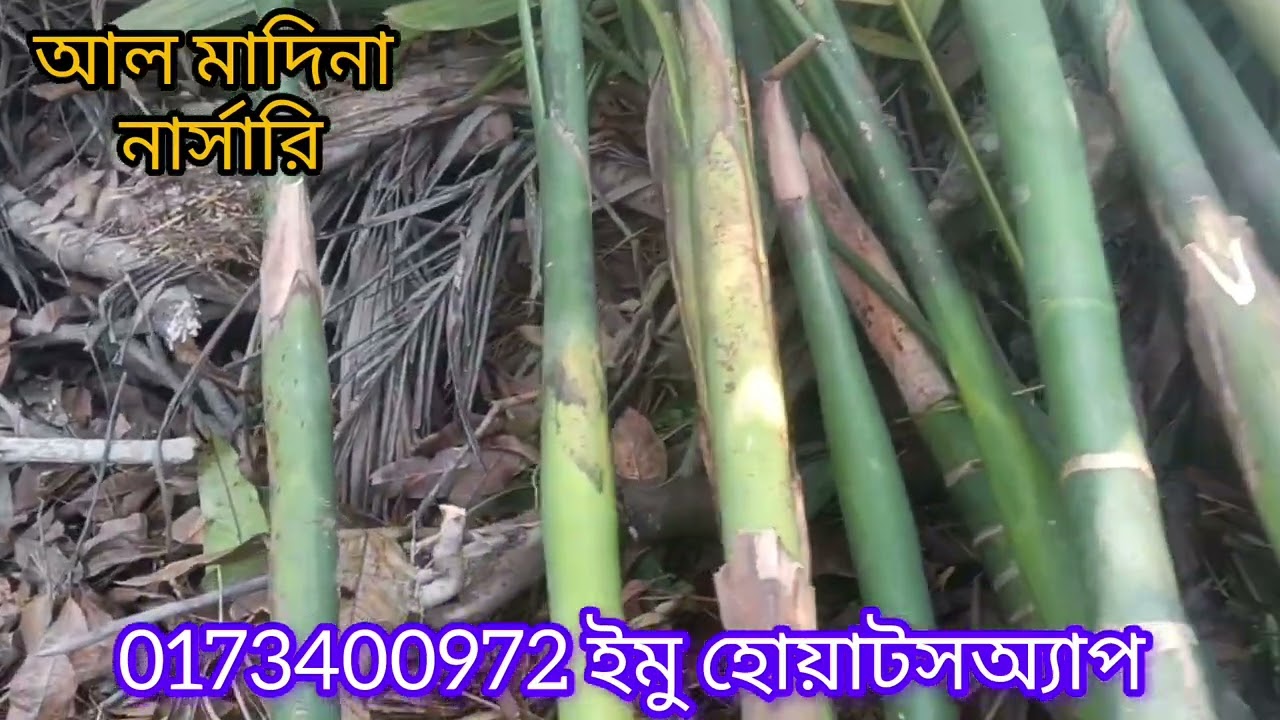 হাইব্রিড খাটো জাতের বারোমাসি সিঙ্গাপুরি সুপরি চারা ডেলিভারি খুলনায় ১৮ মাসে ফলন চারানিতে 01734000972