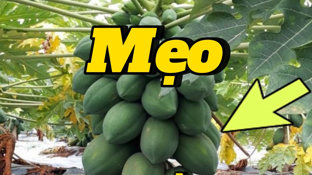 #EP 60 : Cách trồng đu đủ siêu lùn , bí quyết 1 tháng ra trái quằn cây cực hay .