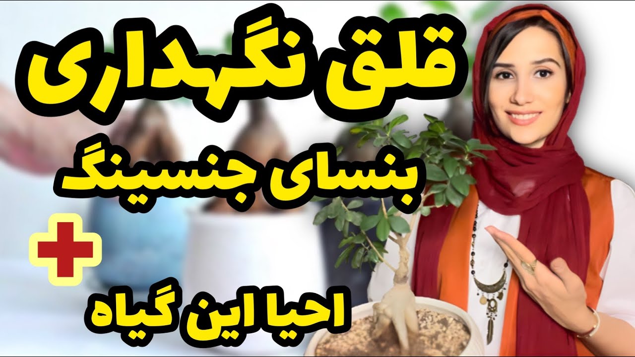 قلق نگهداری بنسای جنسینگ😎 | آیا این گیاه بونسای هست؟ | زنده کردن بنسای در حال مرگ😰| بنسای جنسینگ