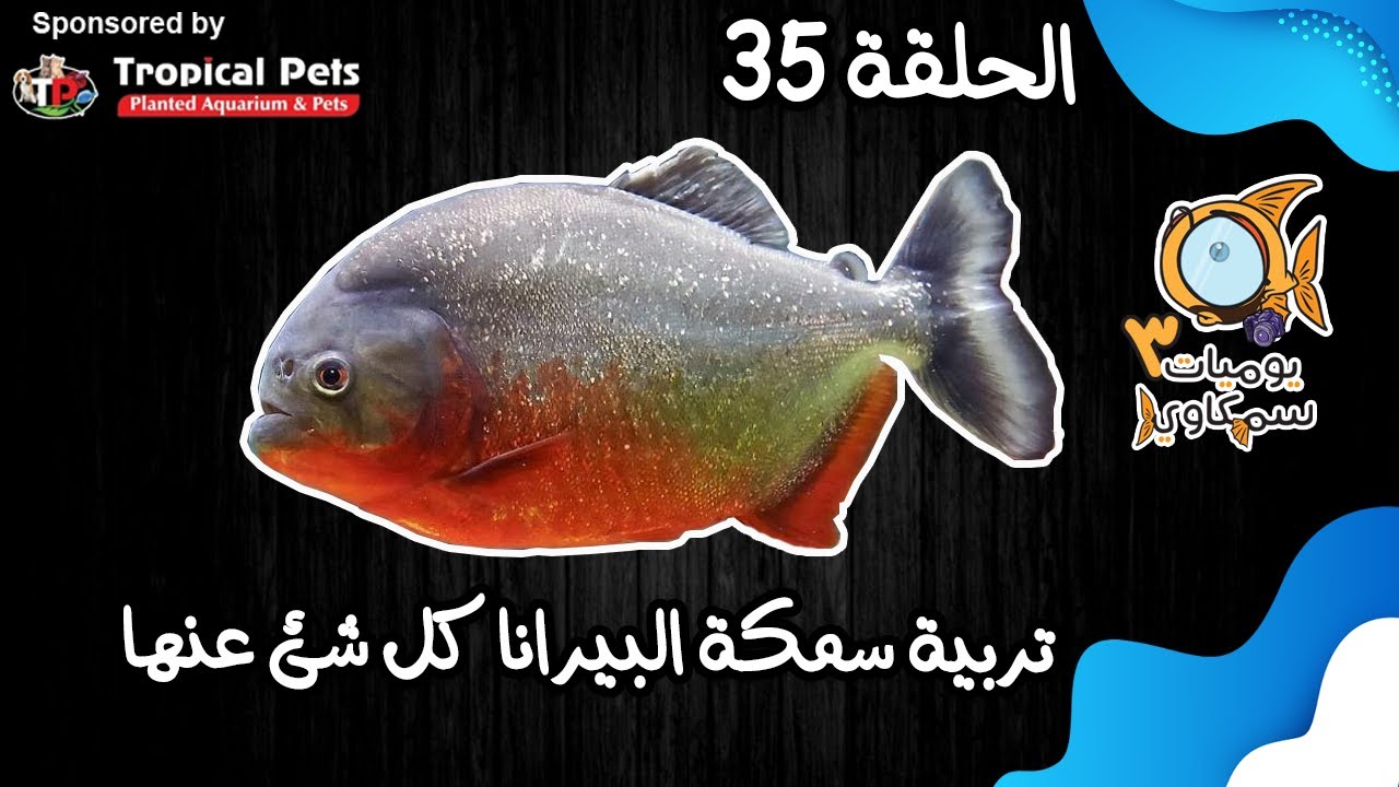 S3E35 - تربية سمكة البيرانا كل شئ عنها
