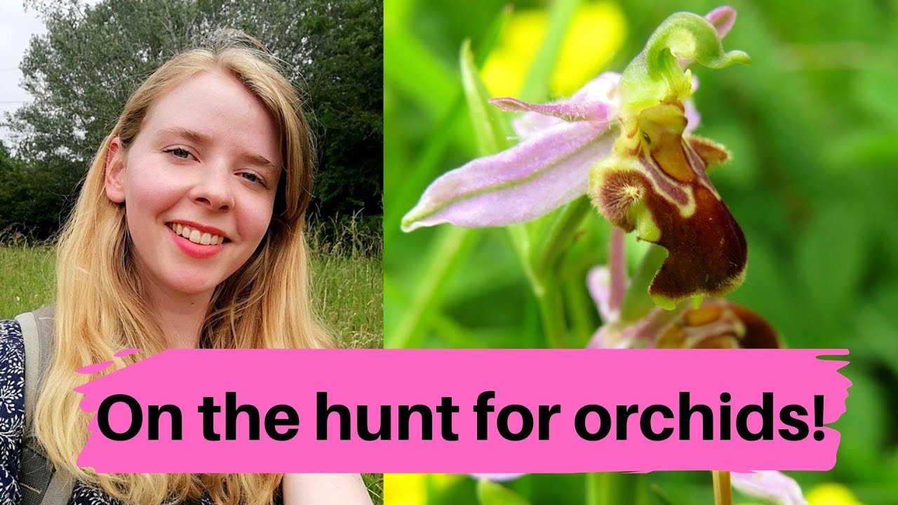 How to find a Bee Orchid! ...Celebrating National Meadows Day