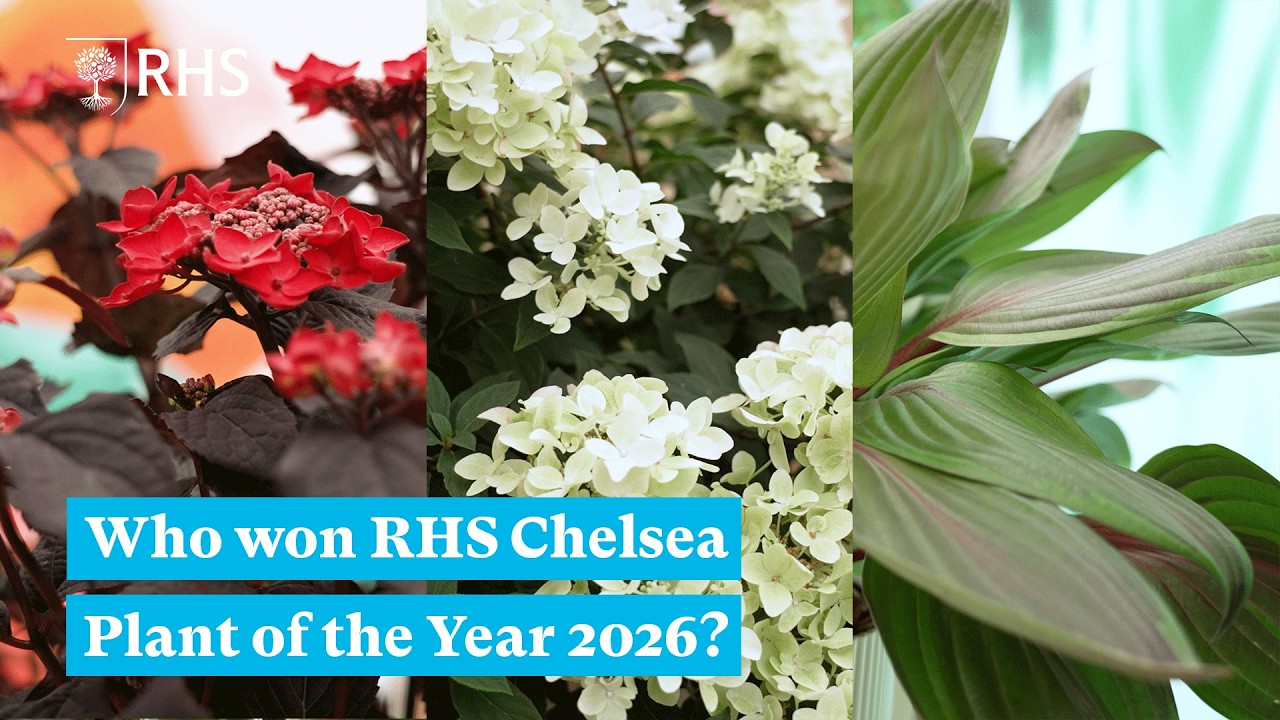 Кто стал победителем конкурса &laquo;Растение года 2026&raquo; на выставке RHS Chelsea? | RHS