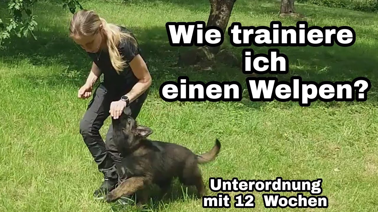 Wie trainiere ich einen Welpen? Futtertreiben das Welpen 1x1 Schäferhund 12 Wochen Unterordnung