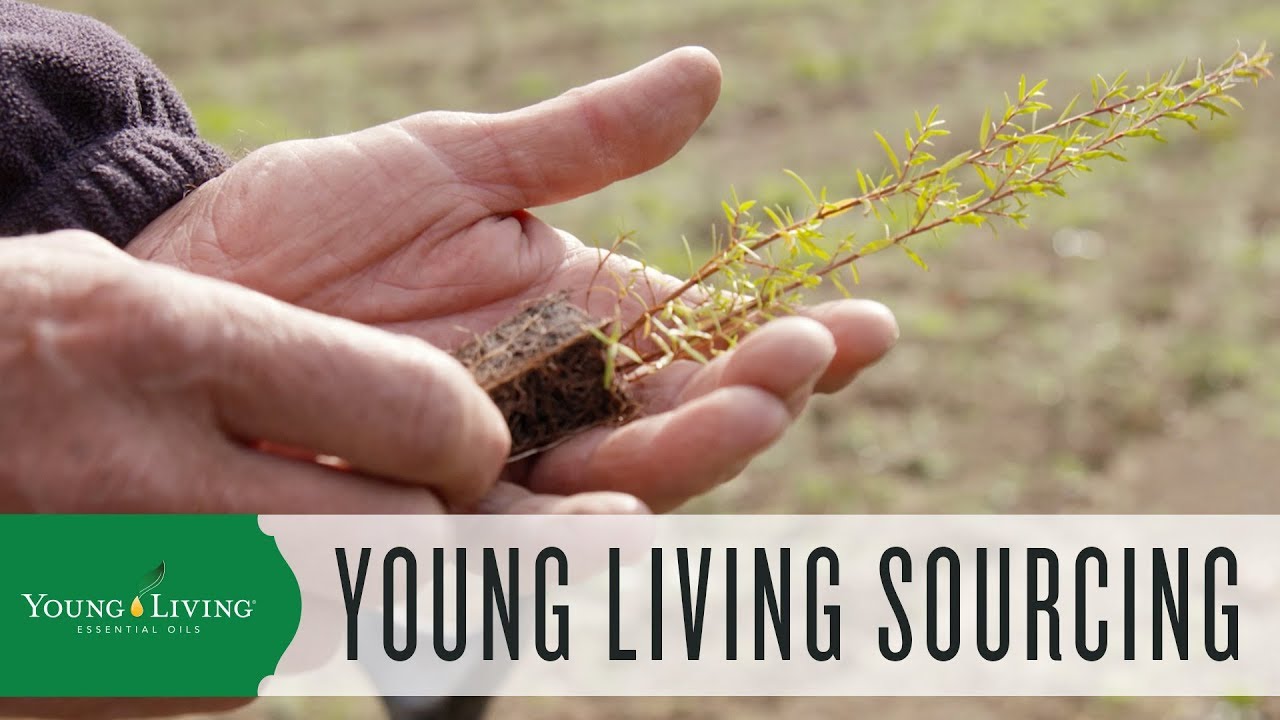 Seed to Seal: The Young Living Sourcing Standards