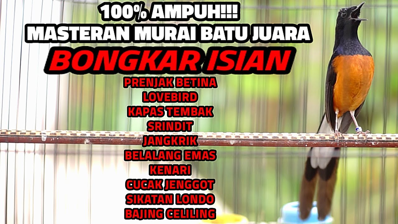 MASTERAN MURAI GACOR FULL TEMBAKAN MEWAH BONGKAR MATERI LOMBA 100% BIKIN LAWAN IKUT BONGKAR ISIAN