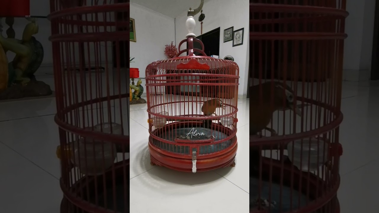 Wambi cukup digoda siulan bunyi dan berkicau dengan sendirinya