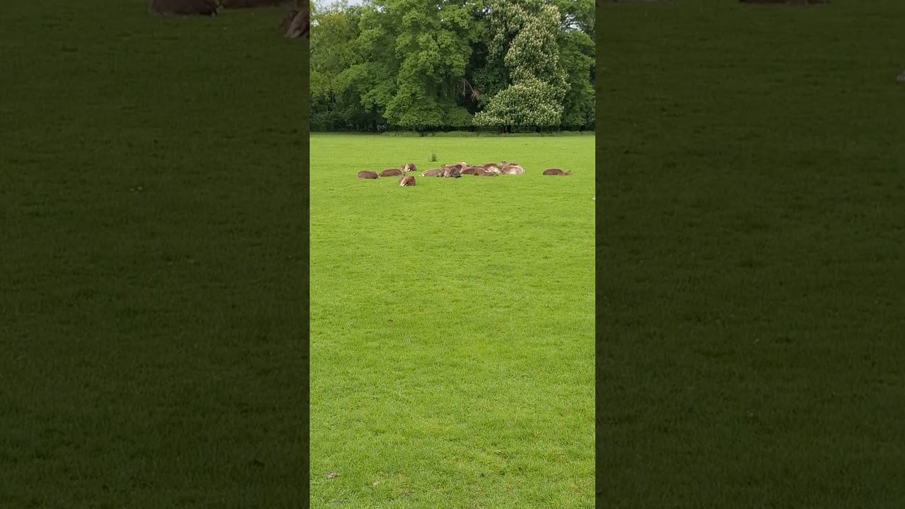 Naturger&auml;usche im Tierpark.