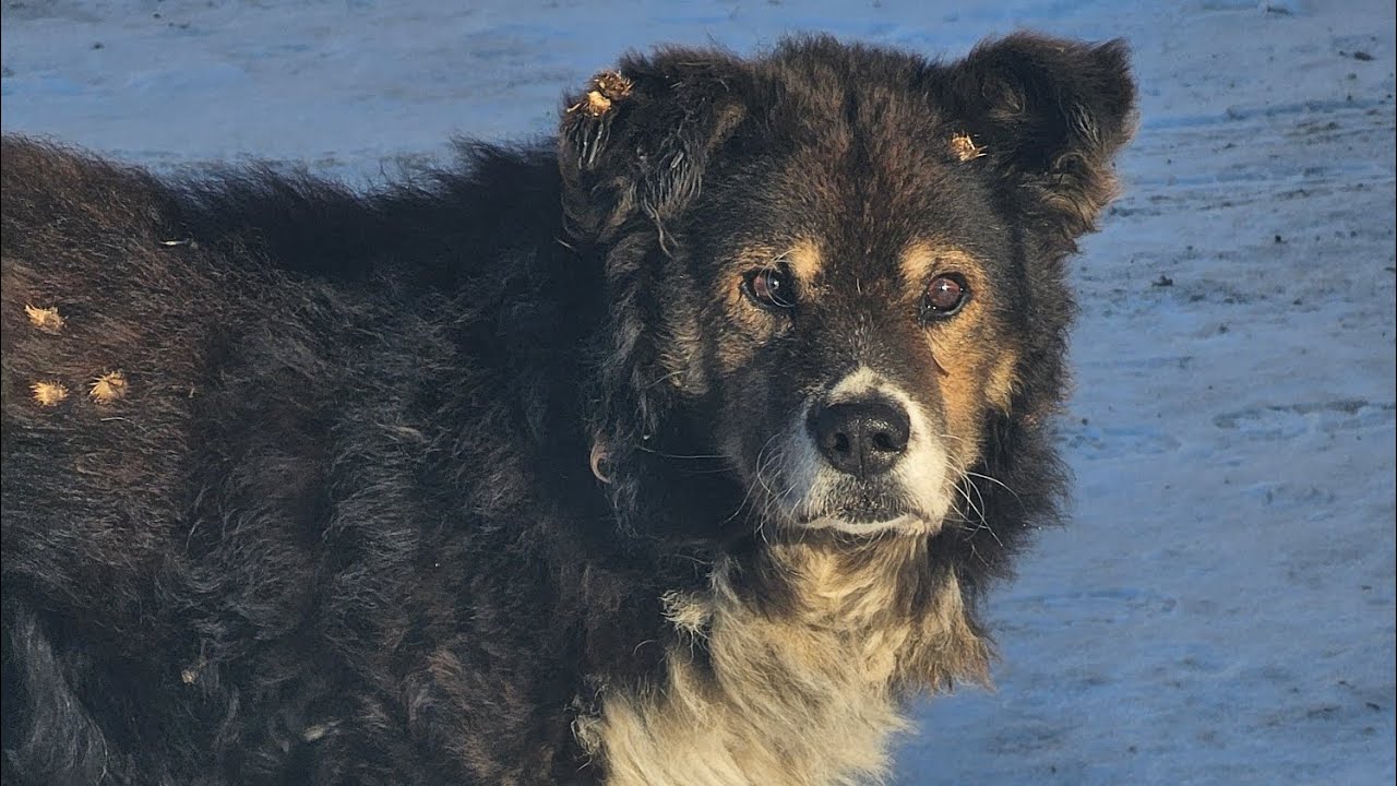 Honda Gyro Canopy 2021г из Японии без пробега, ссылка на объявление в описании👇