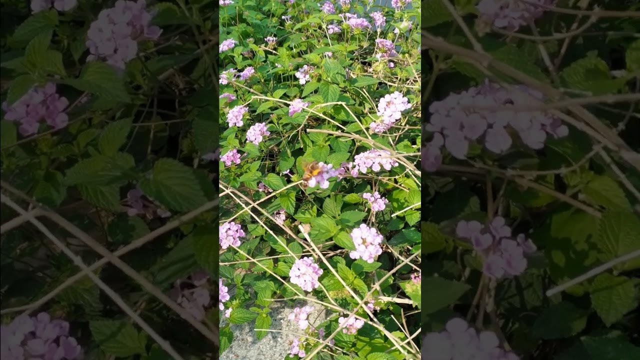 #Hummingbird hawk #moth Macroglossum stellatarum on flowers Язикан звичайний метелик з бражникових