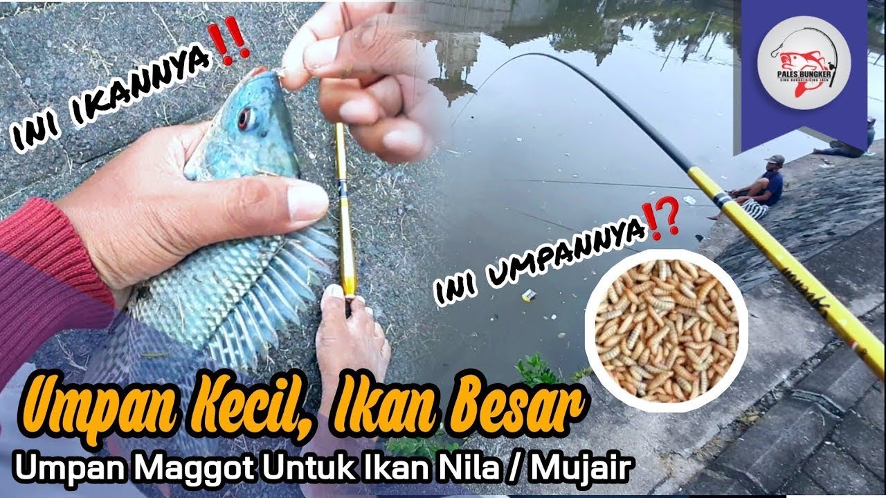 Mancing Nila/Mujair dengan Umpan ini Sangat Ampuh | Umpan Maggot Lebah BSF | PALES BUNGKER