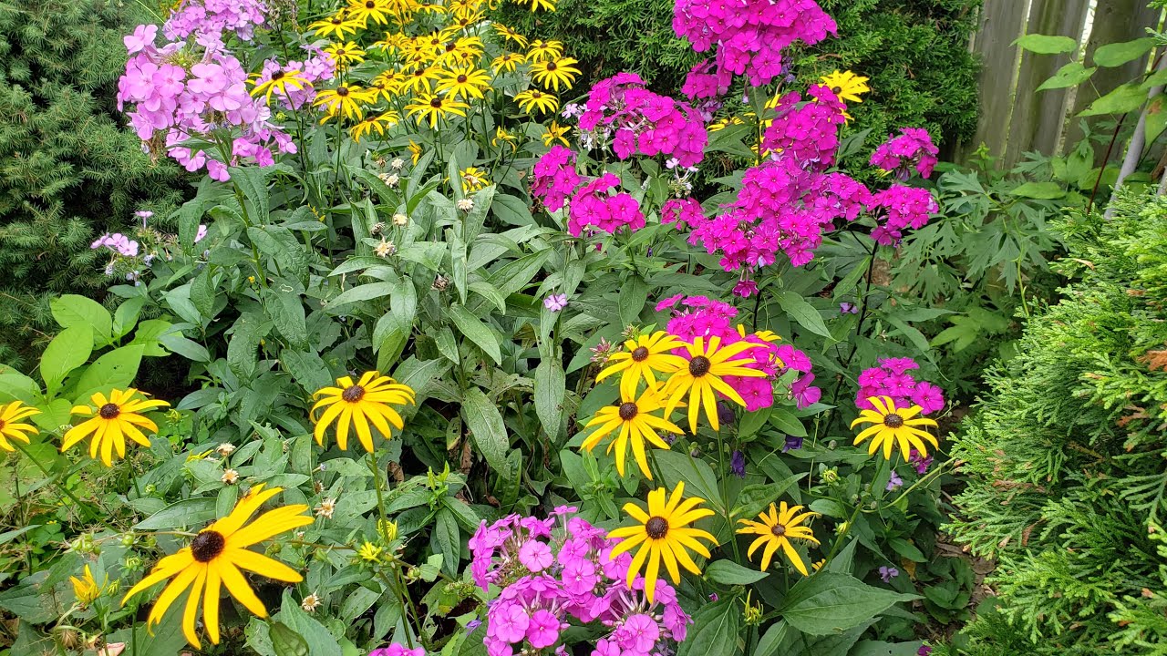 The Perennial That Brightened Up My Summer Garden | Garden Phlox