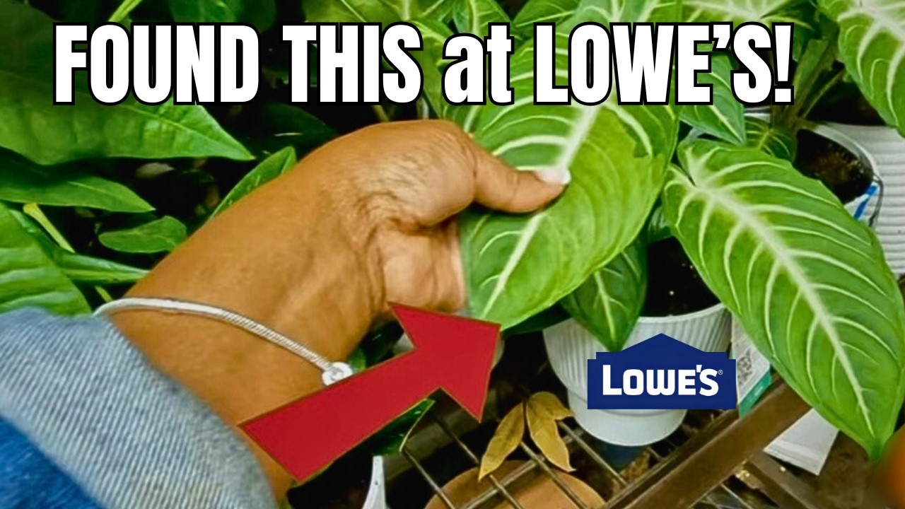 I Found This Rare Plant at Lowe’s… and Almost Missed It!