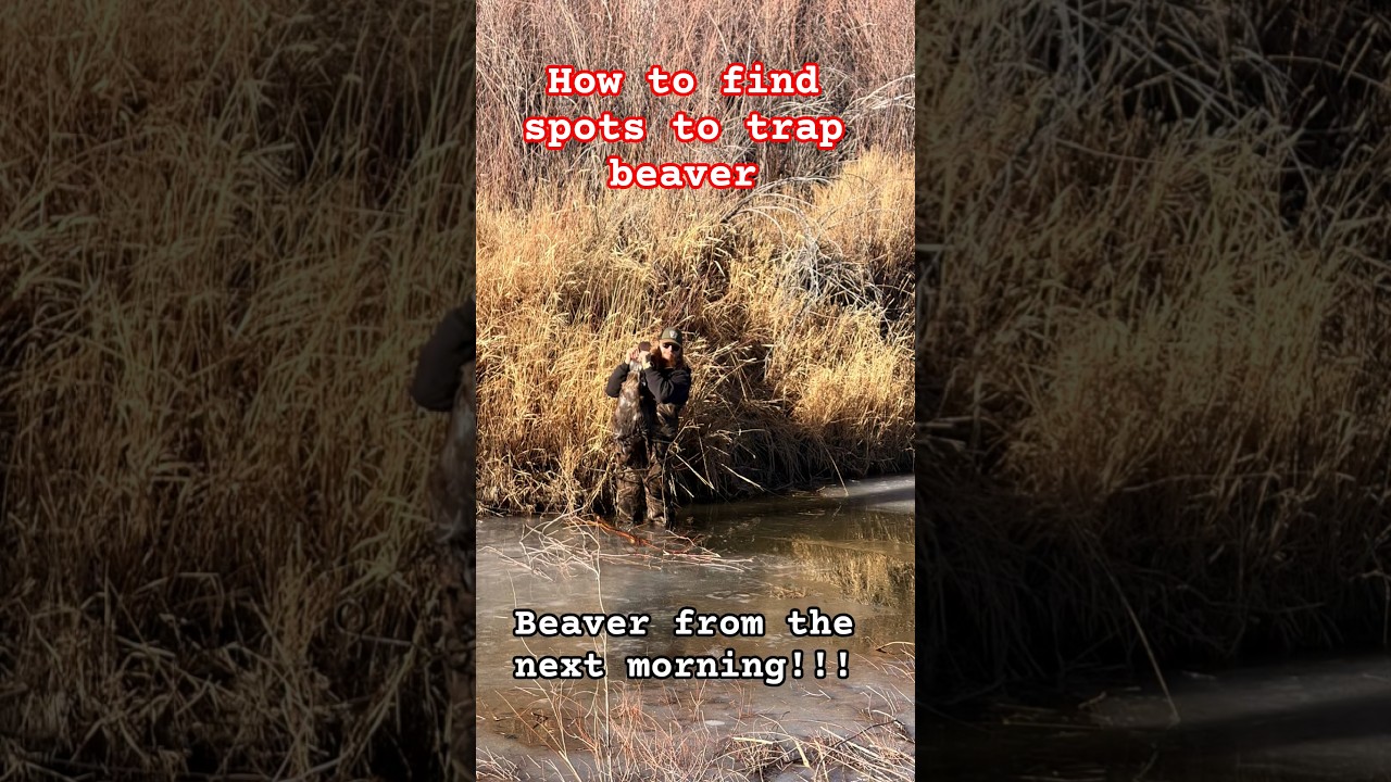 how to find spots to trap beaver 