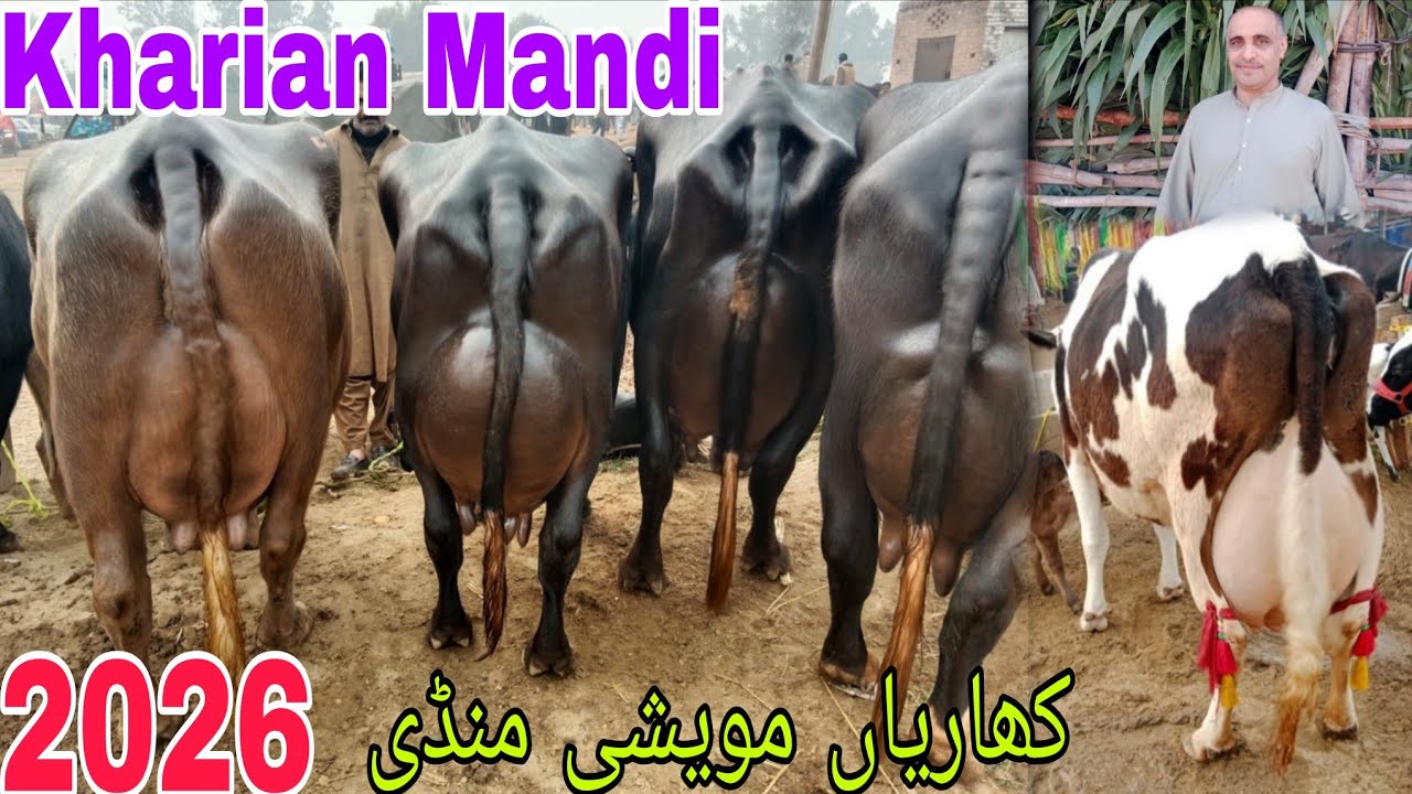 ماشاءاللہ کھاریاں منڈی2026کی پہلی منڈی کا وزٹ کریں شوق کریں ریٹ چیک کریں1جنوری 2026 HajiArfazChannel