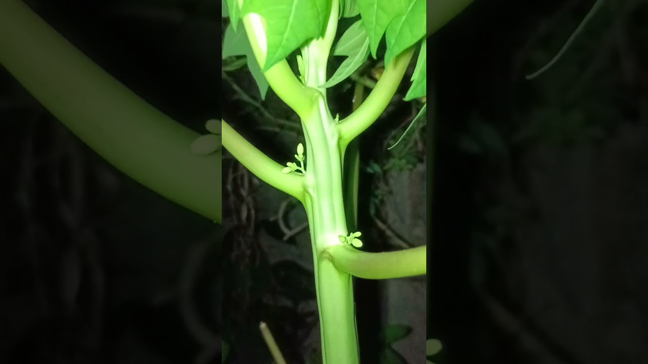 Male, Female or Hermaphrodite Papaya? Please Help. #wildlife #wildlifephotography #papaya #farming