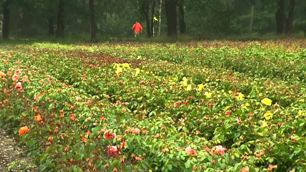 Land van Limburg 24 Rozenkwekerij van Rob, Patrick en Rudi Wijnhoven uit Wanssum