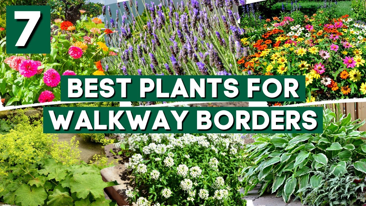 Enhance Your Path: 7 Plants That Bring Charm to Walkway Borders! 🌼✨