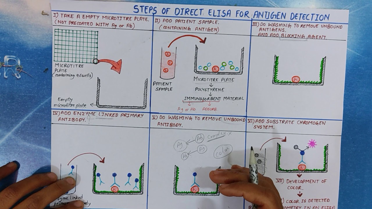 Direct Elisa | ELISA PART-1| Steps | Principle | Diagram | #medicologylectures