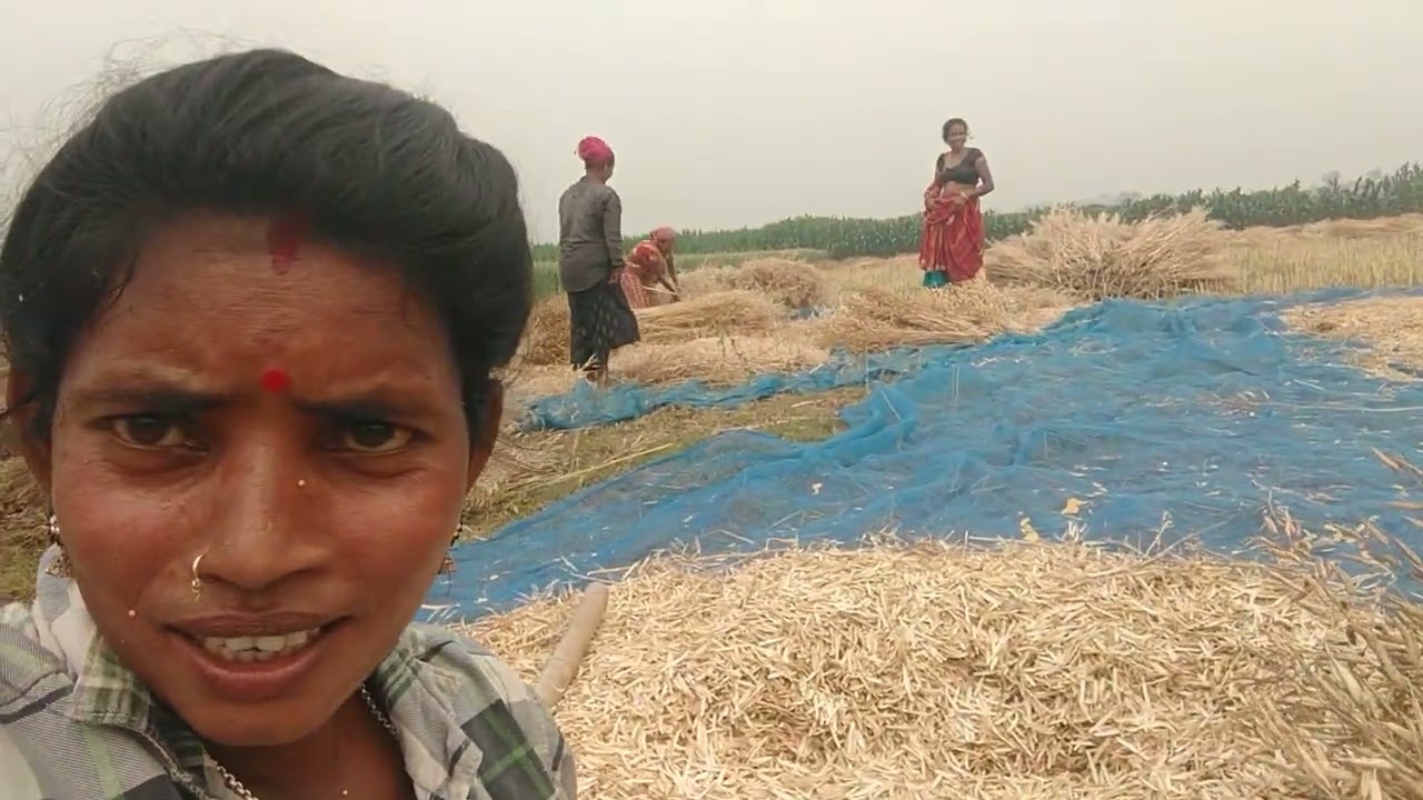 खेत में सरसों जरा रहे हैं देख लीजिए दोस्तों हमारी मेहनत के लिए एक लाइक जरूरकरेगा