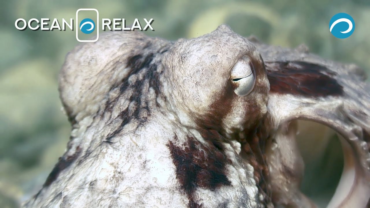 Ocean Relax Film. Inhabitants of the Sea of Japan.