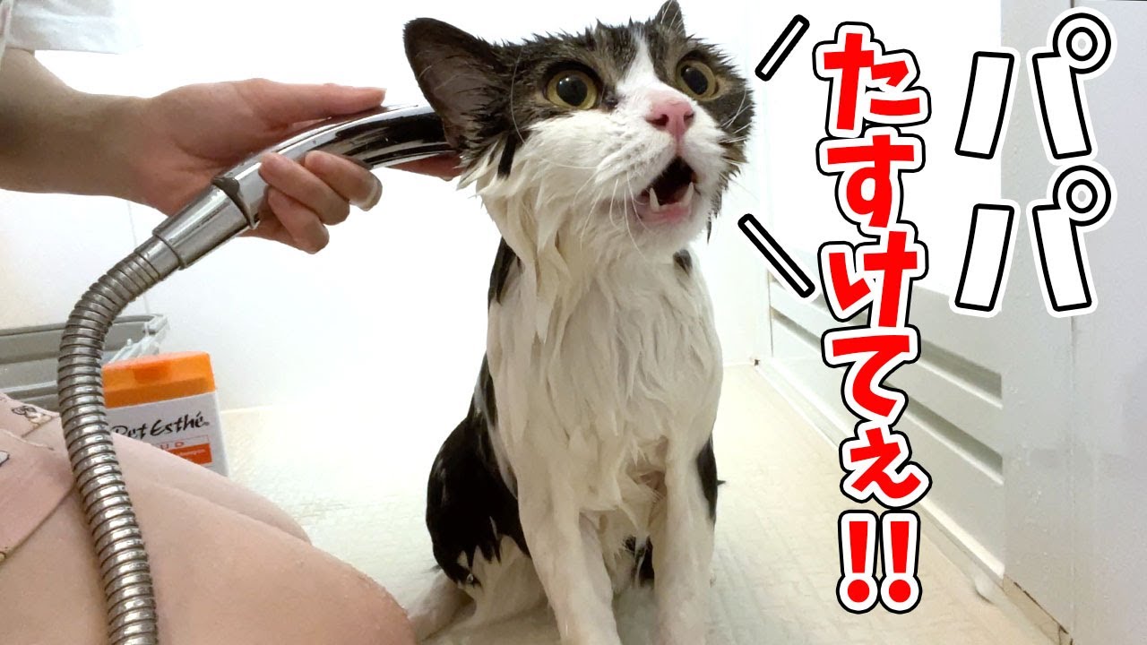 苦手なお風呂でパパ猫に助けを求めて泣き叫び続ける息子猫が可愛い！
