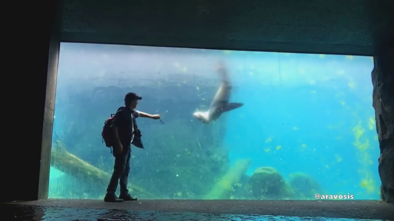 Playing fetch with sea lions at the Smithsonian's National Zoo in Washington, DC