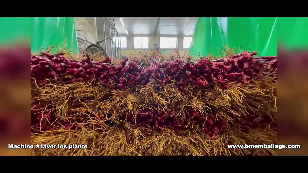 BM emballage - Machine à laver les plants - 2023