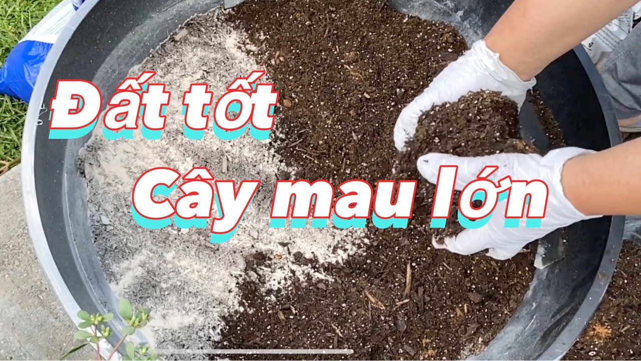 Cách làm đất gieo hạt giống vào mùa hè phát triển nhanh tốt | how to grow seeds quickly in summer