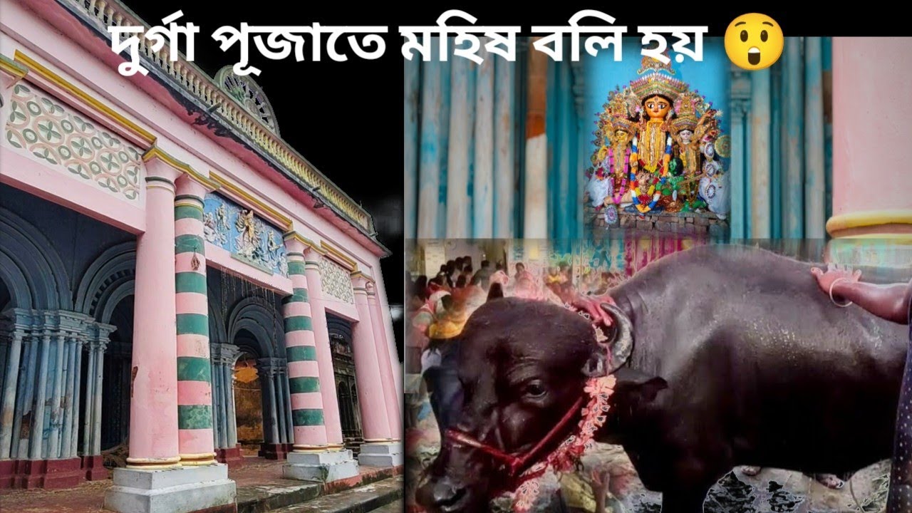পাত্রসায়েরের হাজরা জমিদার বাড়ির দুর্গা পুজোয় কেনো মহিষ বলি হয়🤔