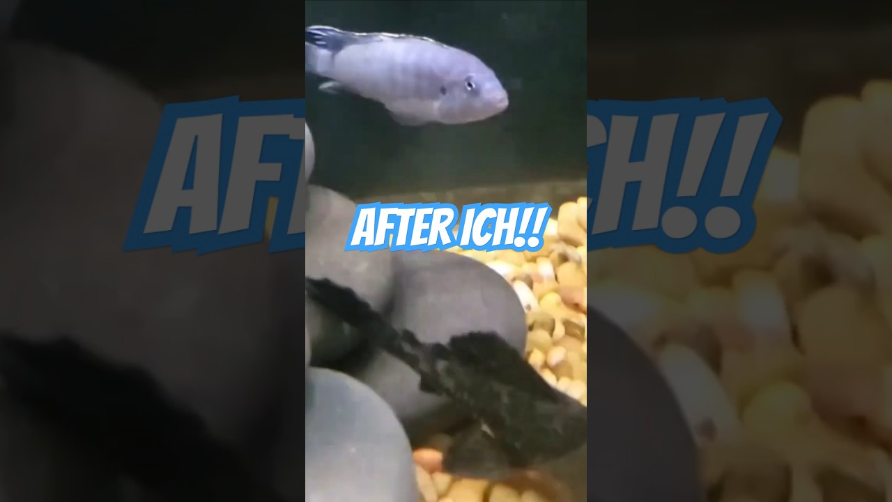 My Aquarium Fish Are Recovering Nicely From Ich Treatment! #cichlid