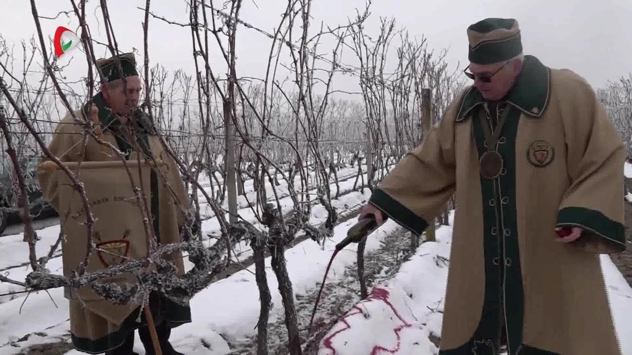 Közel-kép - Szőlészetek, borászatok - Vince-napi ünnep