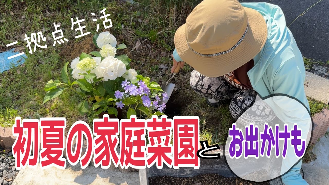 初夏の家庭菜園とお出かけ[二拠点生活]紫陽花・トマト・茄子　もりやま芦刈園　弁天池の沈み鳥居