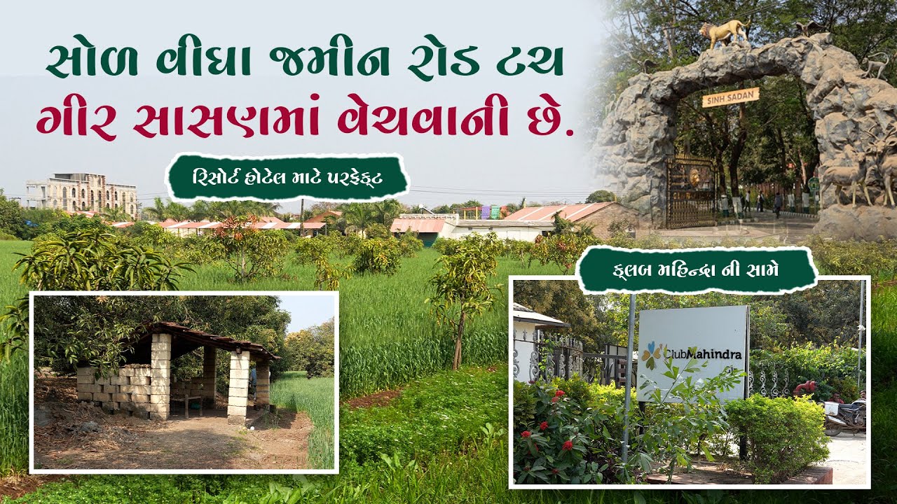 રોડ ટચ ગીર સાસણ માં જમીન વેચવાની છે | રિસોર્ટ લાયક | Krutish Properties