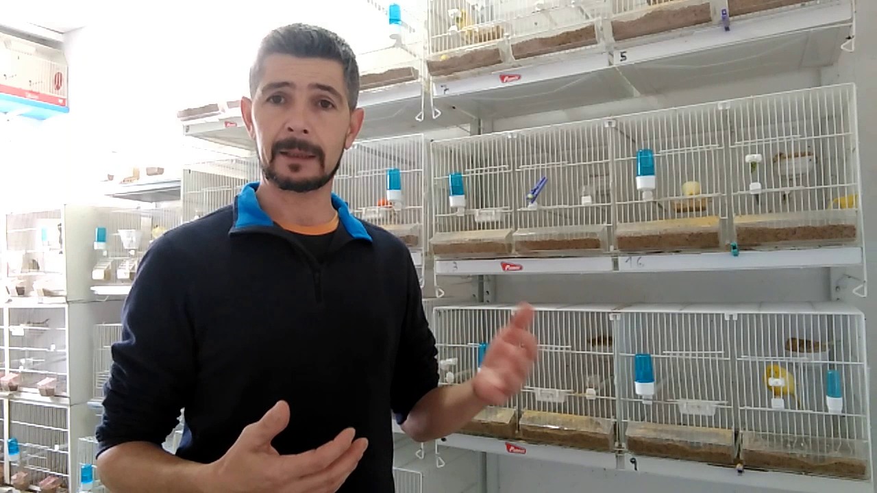 Que alimentacion es la mas adecuada para mis canarios