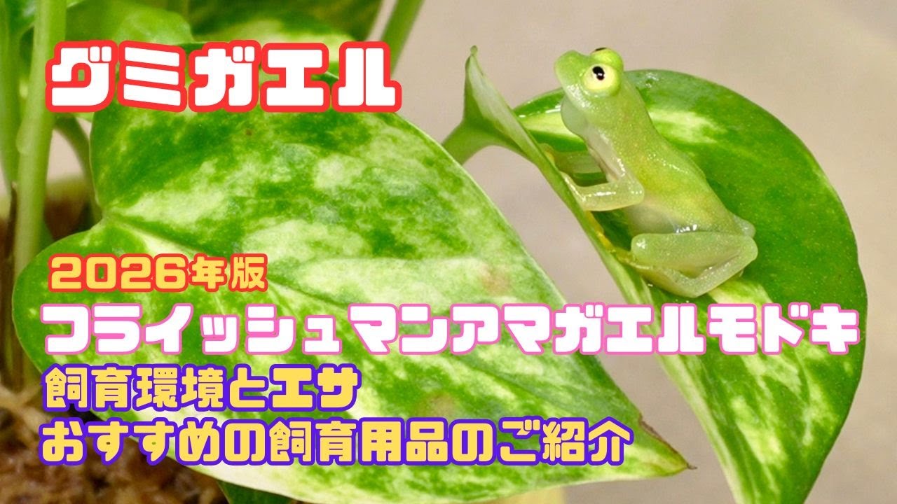 （2026年版）フライッシュマンアマガエルモドキの飼い方・飼育用品・飼育環境・エサについてまとめました