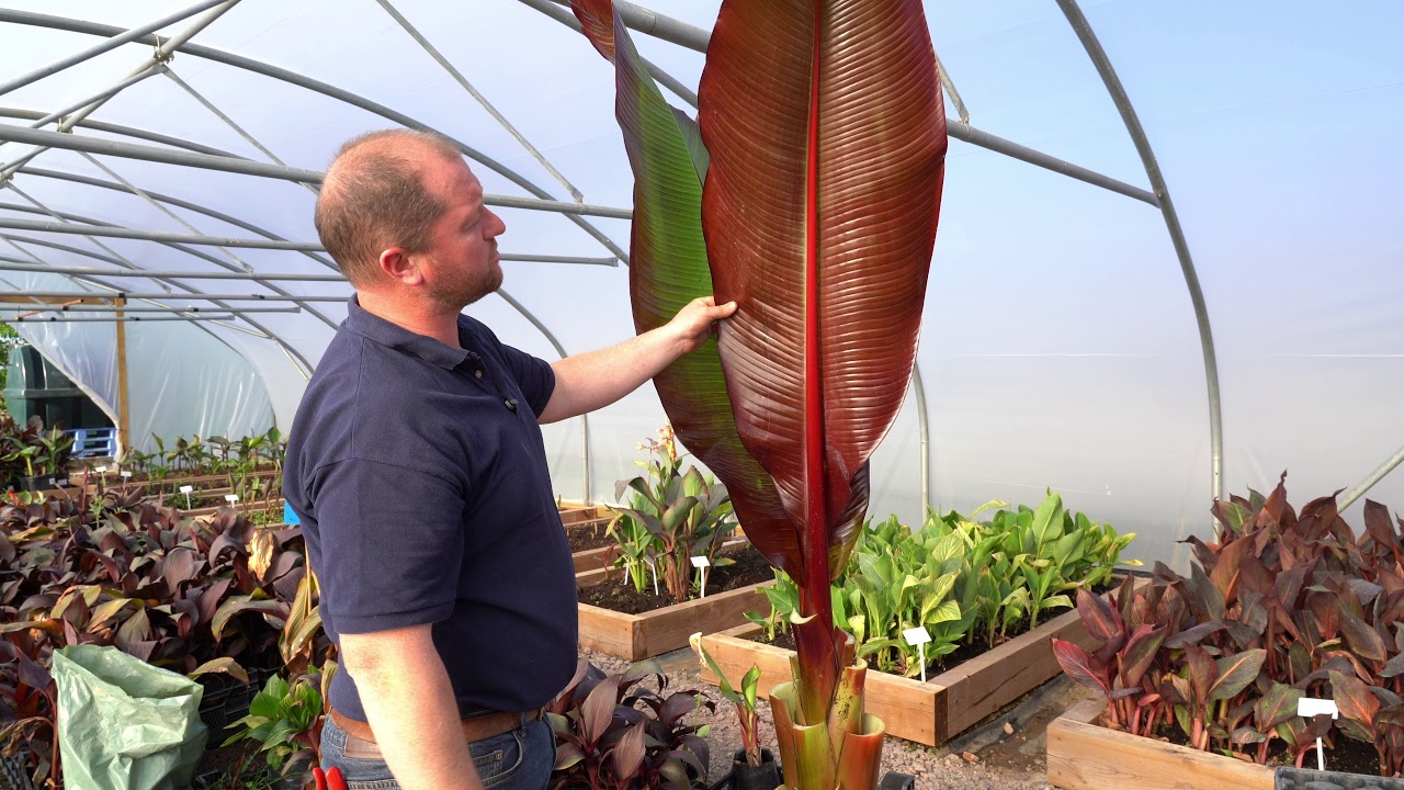 Ensete ventricosum 'Maurelii' at Todd's Botanics