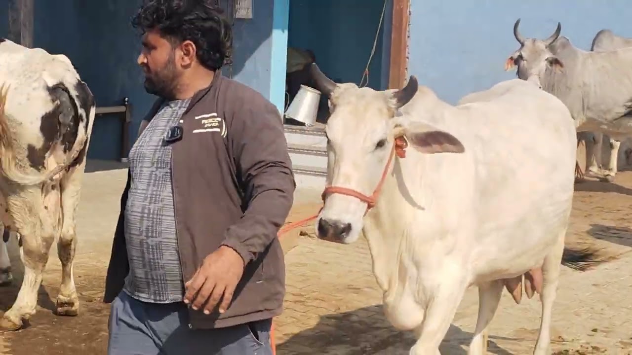 Desi cow  🐄🐮🐄 sahiwal cow. Milking cow contact no.7082028564