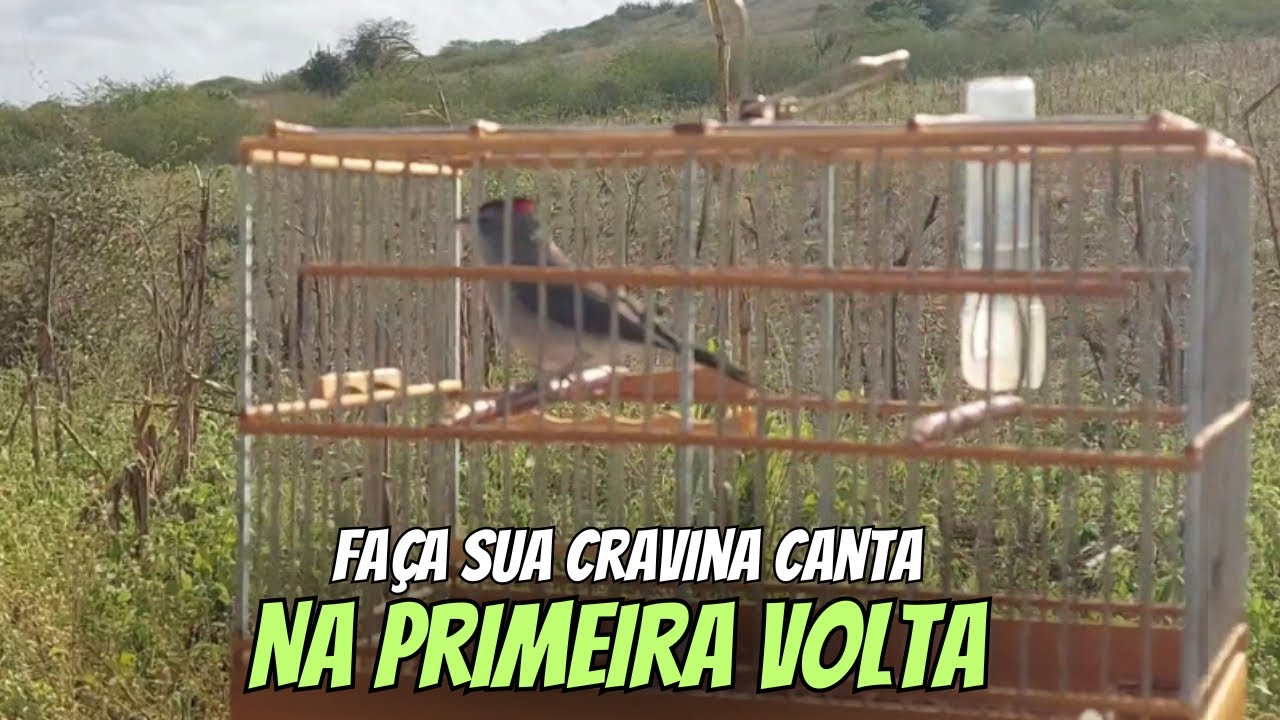 MANEJO COM CRAVINA PRIMEIRA VOLTA.
