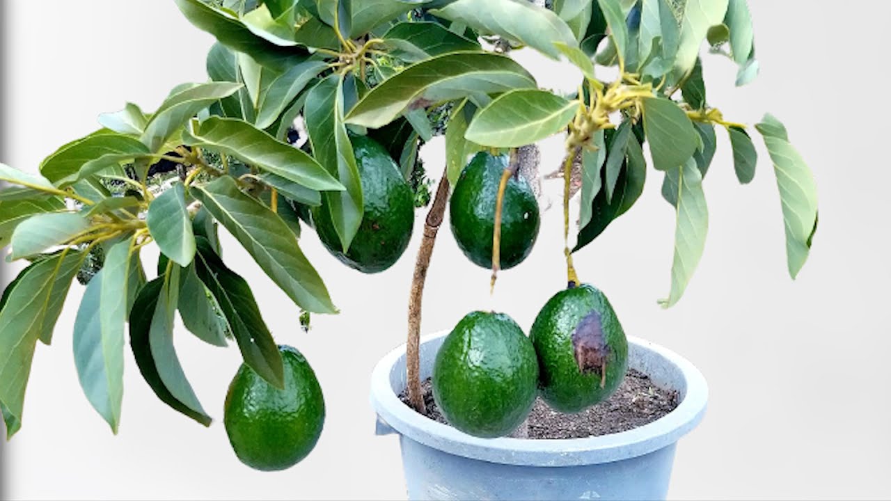 YA NO HAY QUE ESPERAR AÑOS PARA TENER AGUACATE Y HACER QUE DEN FRUTO RAPIDO.  Guia completa