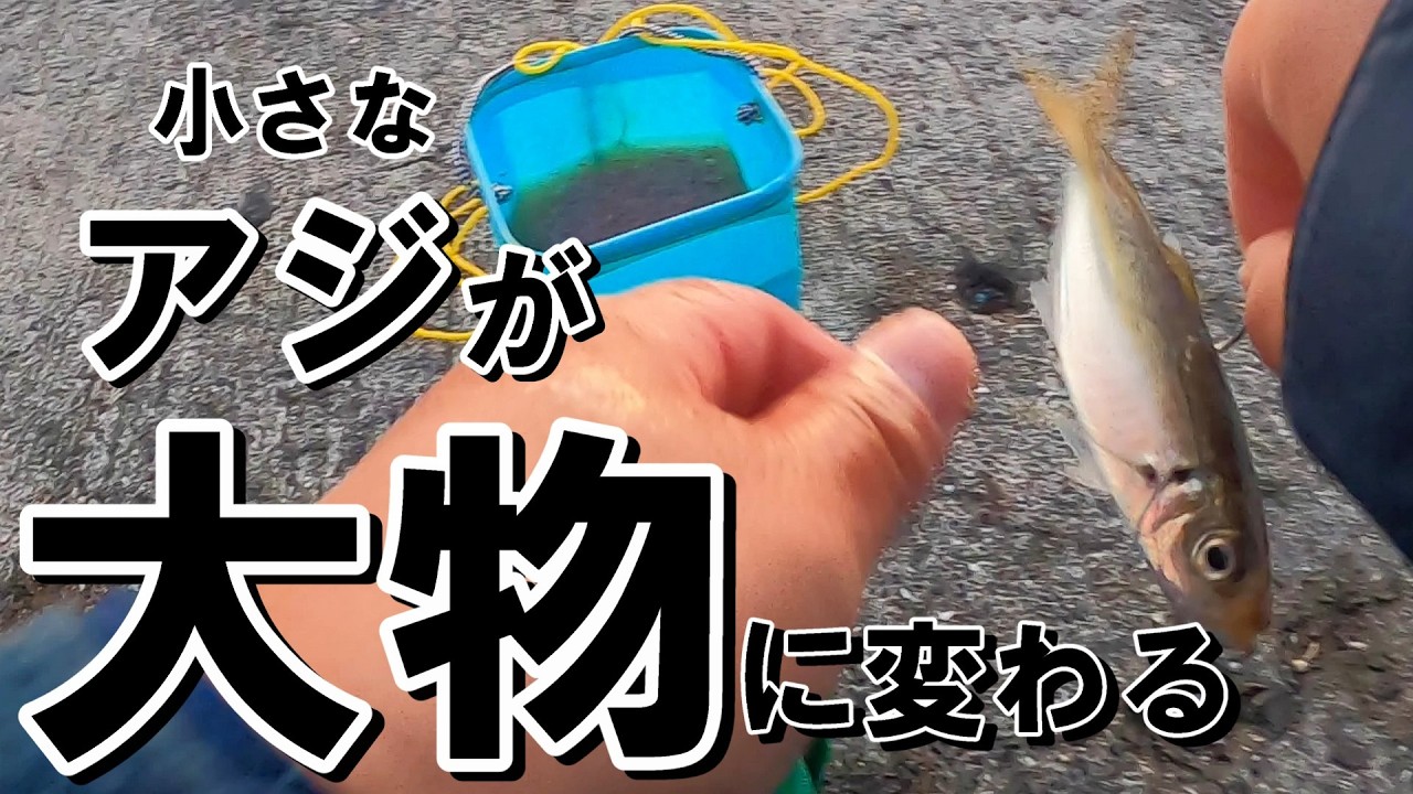 【南港新波止】夢の堤防でアジを泳がせたら大物が釣れたよ！