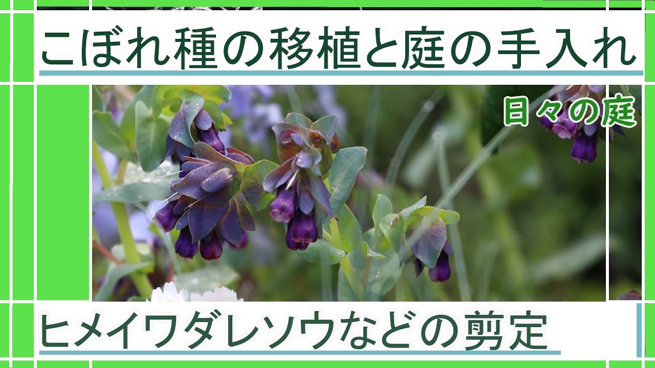 【ガーデニング】こぼれ種の移植と秋の庭の手入れ｜コスモスとセリンセマヨールの移植｜ヒメイワダレソウとヘンリーヅタの剪定｜Japanese Garden｜園芸