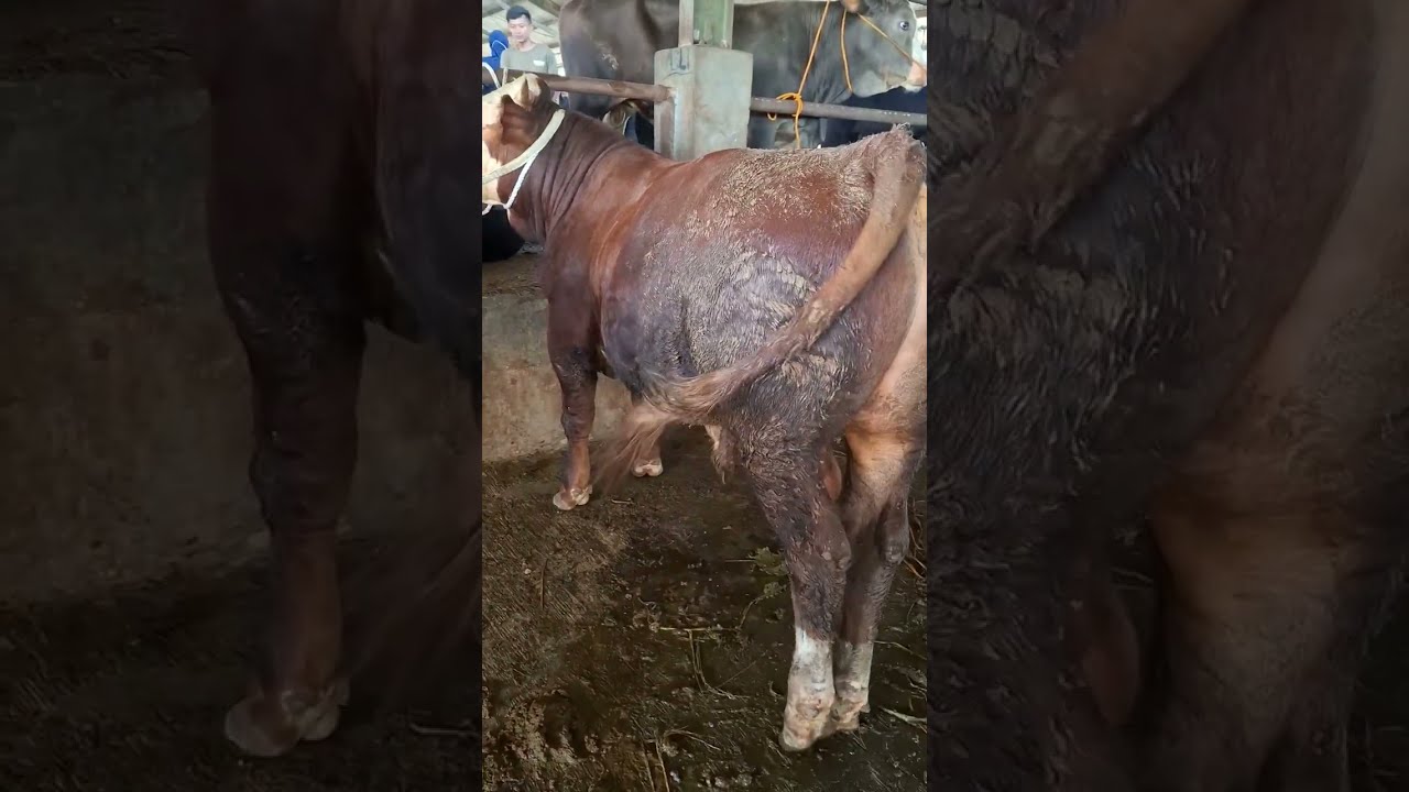 HARGA SAPI BAKALAN DI PASAR PETAMBAKAN BANJARNEGARA‼️