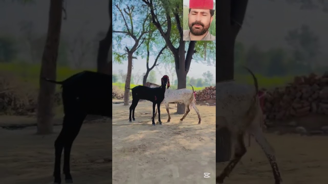 Huge Male and Goat 😱🐐#huge #male #goat #village #fyp
