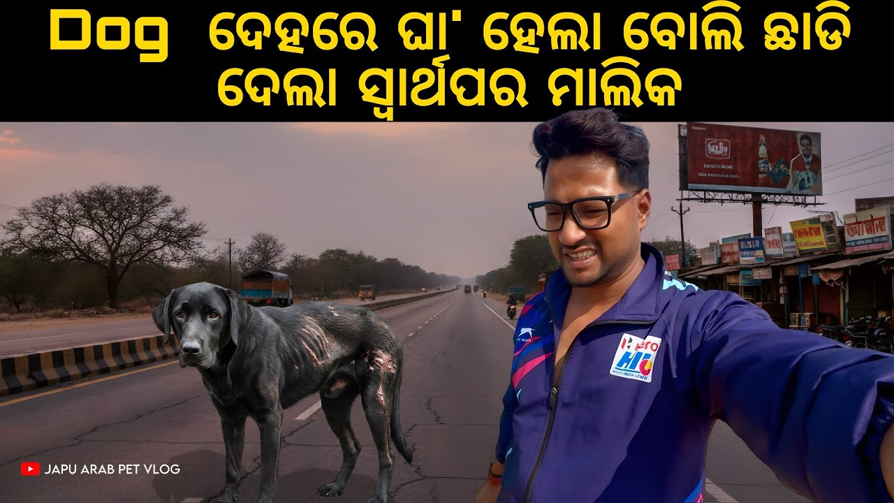 DOG ଦେହରେ ଘା' ହେଲା ବୋଲି ଛାଡି ଦେଲା ସ୍ୱାର୍ଥପର ମାଲିକ 😭