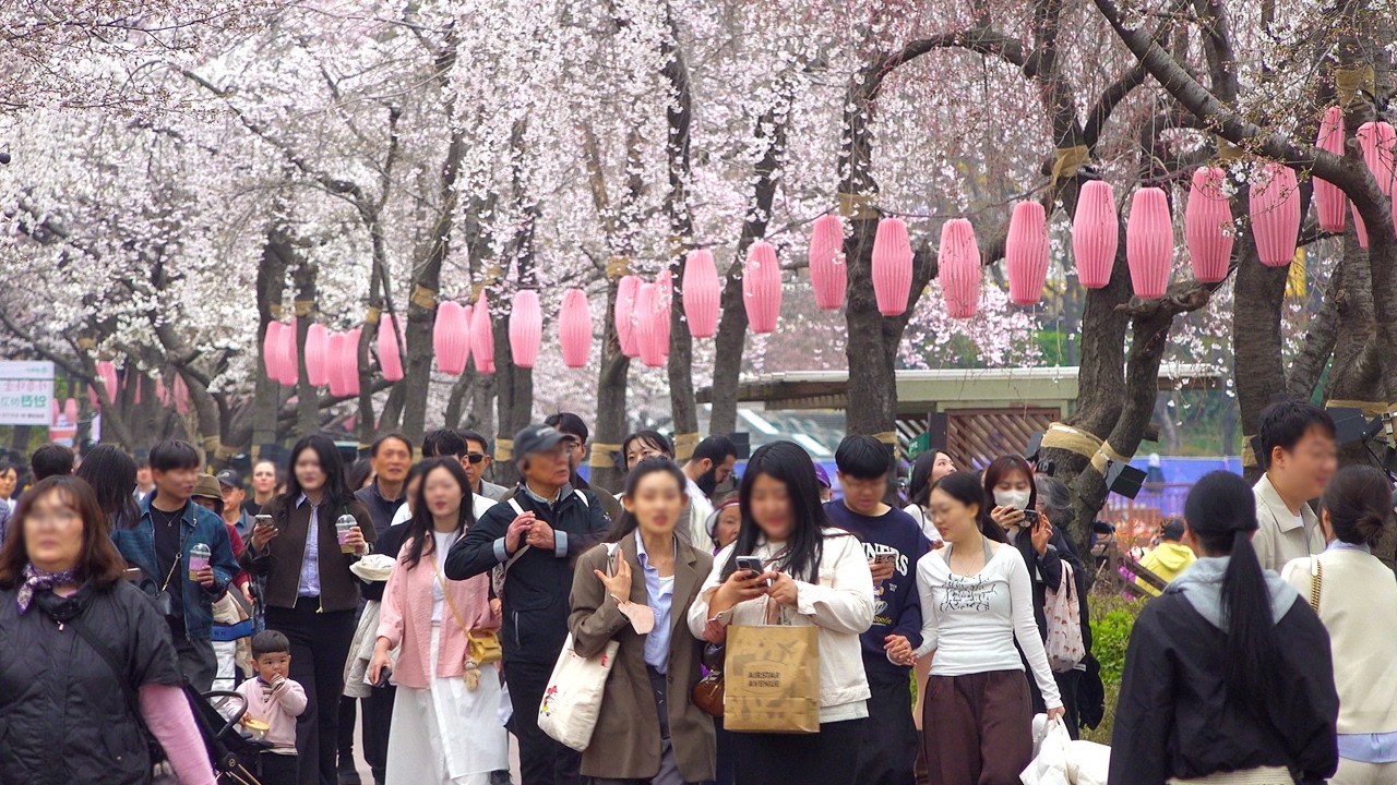 🌸🌸놓치면 후회할 석촌호수 벚꽃 축제 2026 만개 현황🌸! 절정! 서두르세요! 벚꽃 만개, 벚꽃 개화시기, 벚꽃 명소, 서울 벚꽃 축제, 서울여행워커.