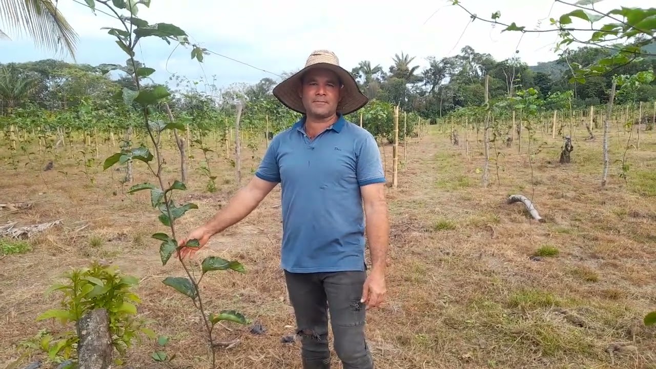 Como quitar los chupones de manera correcta en las plantas de maracuyá.