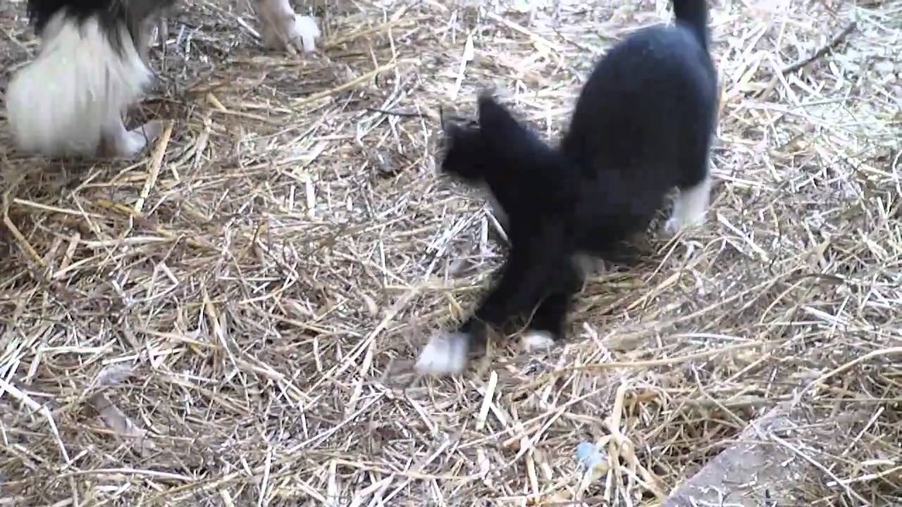 Marco in the Goatshed